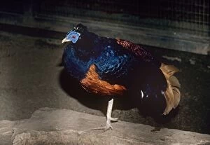 Images Dated 20th July 2007: Lesser Bornean Crested Fireback Pheasant - male