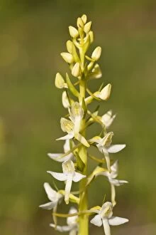 Images Dated 7th June 2012: Lesser buterfly orchid