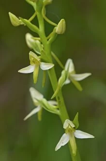 Images Dated 28th May 2012: Lesser Butterfly-orchid