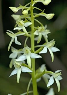 Images Dated 3rd June 2005: Lesser butterfly orchid