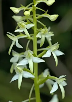 Cluster Prints: Lesser butterfly orchid