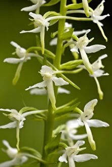 Images Dated 6th June 2011: Lesser Butterfly-orchid - in flower