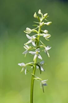 Bifolia Gallery: Lesser Butterfly-Orchid - flowering wild plant