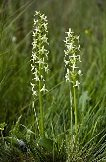 Bifolia Gallery: Lesser Butterfly Orchids