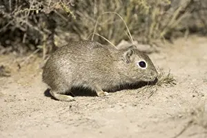 Cavies Prints: Lesser CAVY (local name: Cuis) Photographed in Patagonia, Argentina