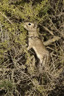 Lesser CAVY (local name: Cuis) Photographed in Patagonia, Argentina