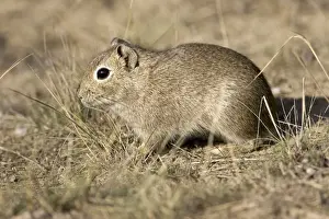 Lesser CAVY (local name: Cuis) Photographed in Patagonia, Argentina