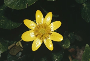 Images Dated 1st April 2005: Lesser Celandine