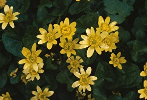 Images Dated 1st April 2005: Lesser Celandine