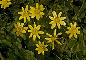 Images Dated 18th March 2005: Lesser celandine