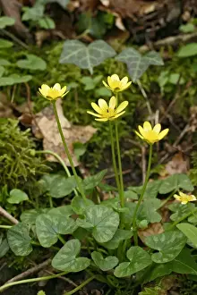Hedgerows Prints: Lesser Celandine - Cluster of flowers. West Wales UK 027