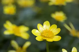Celandine Prints: Lesser Celandine - Cornwall - UK