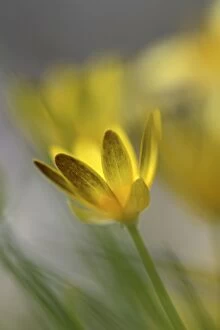 Images Dated 3rd May 2013: Lesser Celandine Flower