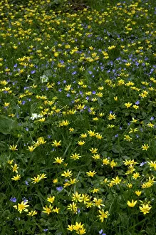 Arboretum Prints: Lesser celandine & Slender speedwell (Veronica filiformis) - a mix of two perennials in shady areas on woodland fringes