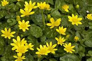 Lesser Celandines - in flower in spring sunshine