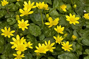 Images Dated 29th March 2009: Lesser Celandines - in flower in spring sunshine
