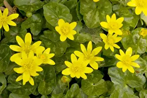 Bright Prints: Lesser Celandines Ranunculus ficaria = Ficaria verna in flower in spring sunshine