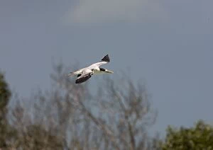 Lesser-crested Tern - in flight