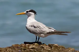 Lesser Crested Tern in non-breeding plumage Widespread along Australia's northern coastal regions. Also Africa, coastal Asia and Southeast Asia, to Indonesia and Papua New Guinea