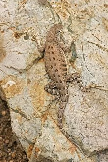 Images Dated 9th July 2008: Lesser Earless Lizard - On rock - Sonoran Desert - Arizona - USA