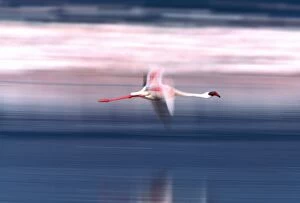 Images Dated 27th June 2006: Lesser Flamingo - in flight. Lake Bogaria - Kenya - Africa