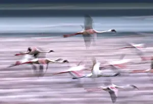 Lesser Flamingo - in flight. Lake Bogaria - Kenya - Africa