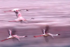 Lesser Flamingo - in flight. Lake Bogaria - Kenya - Africa