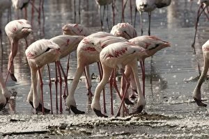 Lesser Flamingo - flock feeding on Lake Nakuru