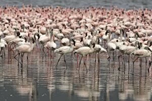 Lesser Flamingo - flock on Lake Nakuru