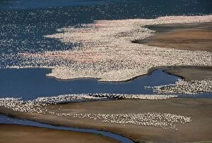 Images Dated 27th June 2006: Lesser Flamingo. Lake Bogaria - Kenya - Africa