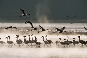 Communities Prints: Lesser Flamingo Lake Bogoria Rift Valley, Kenya, Africa