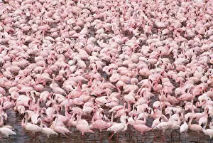 Lesser Flamingo Lake Bogoria, rift valley, Kenya, Africa