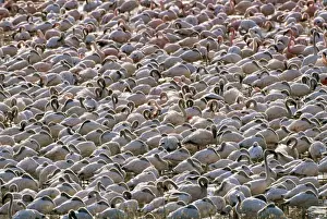 Lesser Flamingo Lake Bogoria, Rift valley, Kenya, Africa