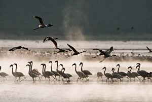 Images Dated 6th August 2004: Lesser Flamingo Lake Bogoria Rift Valley, Kenya, Africa