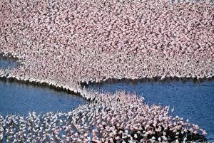 Images Dated 9th September 2004: Lesser Flamingo Lake Bogoria, rift valley, Kenya, Africa