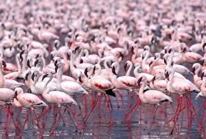 Images Dated 27th June 2006: Lesser Flamingo - Lake Naivasha - Kenya - Africa