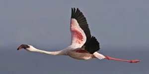 Lesser Flamingo at Lake Nakuru NP, Kenya