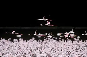 Lesser Flamingo - massed flock, some in flight, Lake Nakuru National Park, Kenya, Africa JFL00745