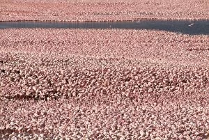 Lesser Flamingo Masses