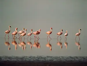 Leadership Prints: Lesser Flamingo Nakuru Kenya