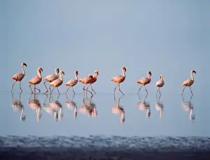 Leadership Prints: Lesser Flamingo Nakuru Kenya. Digital Manipulation: background/sky changed from grey to blue
