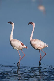 Lesser Flamingo, (Phoenicopterus minor)