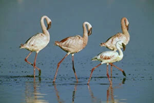 Images Dated 24th April 2009: Lesser Flamingo (Phoenicopterus minor)