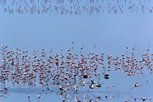 Lesser Flamingo, Phoenicopterus minor, Lake