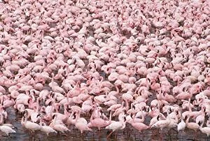 Lesser Flamingos - Flock
