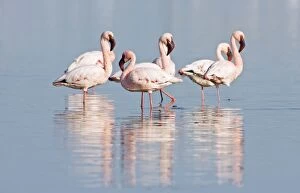Lesser Flamingos - At rest in a lagoon
