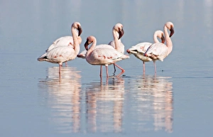 Images Dated 13th May 2007: Lesser Flamingos - At rest in a lagoon Near Swakopmund-Namibia-Africa