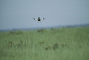 Images Dated 8th June 2006: Lesser Florican - Male breeding season display jump. Madhva Pradesh, India