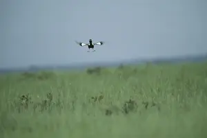 Lesser Florican - Male breeding season display jump. Madhva Pradesh, India