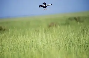 Lesser Florican - Male, display jumping during breeding season
